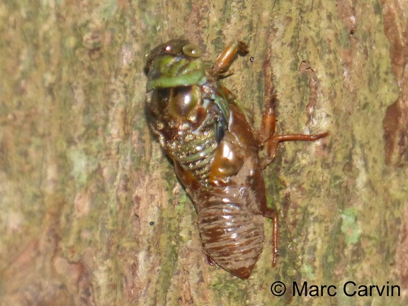 Fidicinoides pseudethelae Boulard & Martinelli, 1996