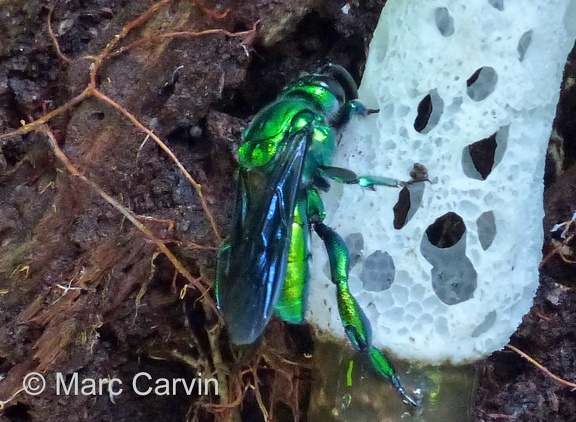 Exaerete dentata (Linnaeus, 1758)