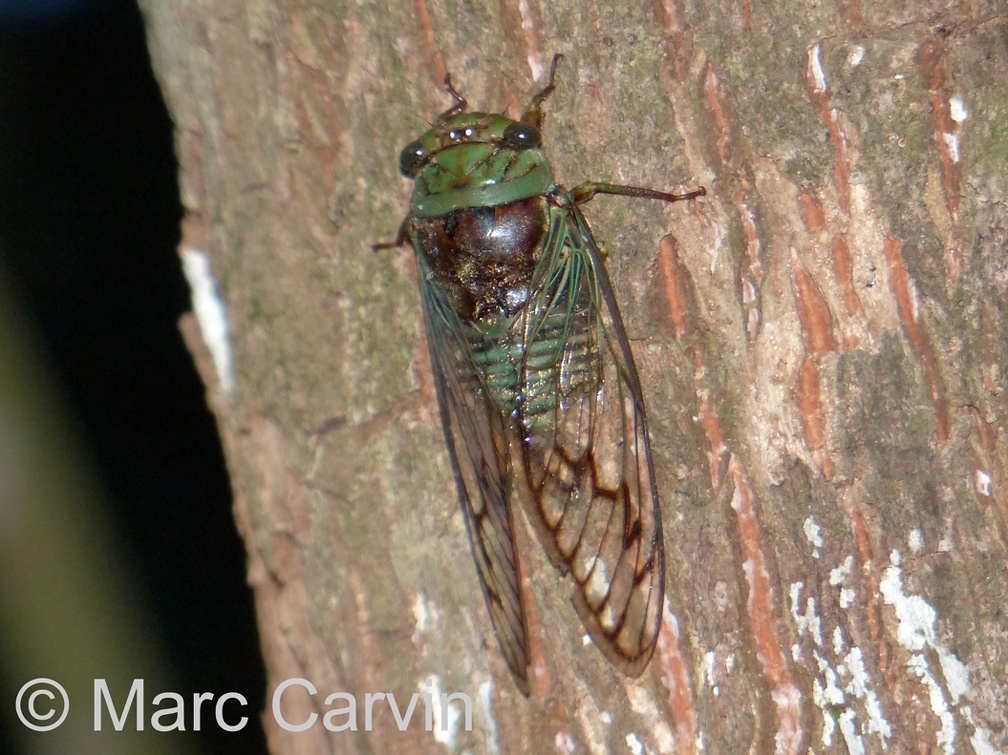 Fidicinoides pseudethelae Boulard & Martinelli, 1996