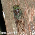 Fidicinoides pseudethelae Boulard & Martinelli, 1996