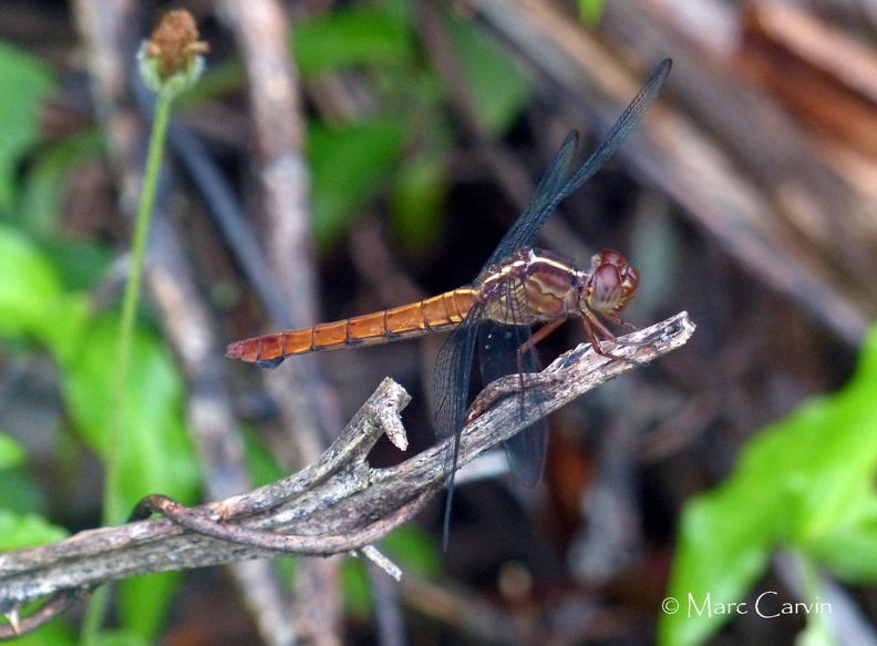 Orthemis ferruginea (Fabricius, 1775) ♀