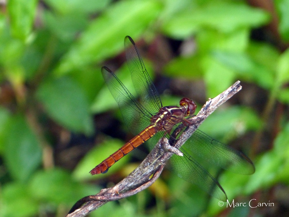 Orthemis ferruginea (Fabricius, 1775) ♀