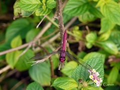 Orthemis ferruginea (Fabricius, 1775) ♂