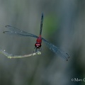 Orthemis concolor Ris, 1919