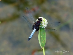 Erythrodiplax fusca (Rambur, 1842)