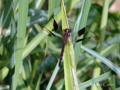 Erythrodiplax umbrata (Linnaeus, 1758)