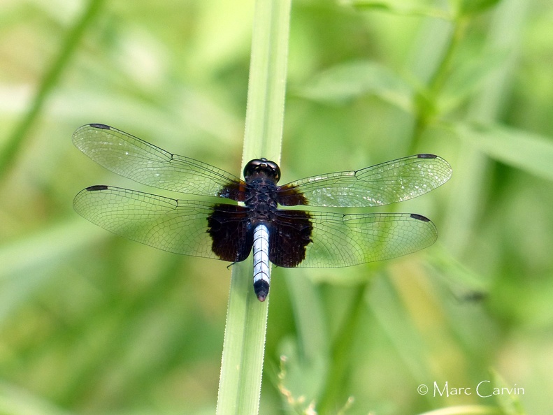 Erythrodiplax unimaculata (De Geer, 1773)