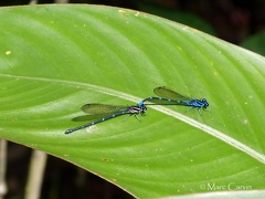 Argia oculata Hagen in Selys, 1865