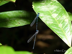 Argia oculata Hagen in Selys, 1865