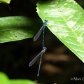 Argia oculata Hagen in Selys, 1865