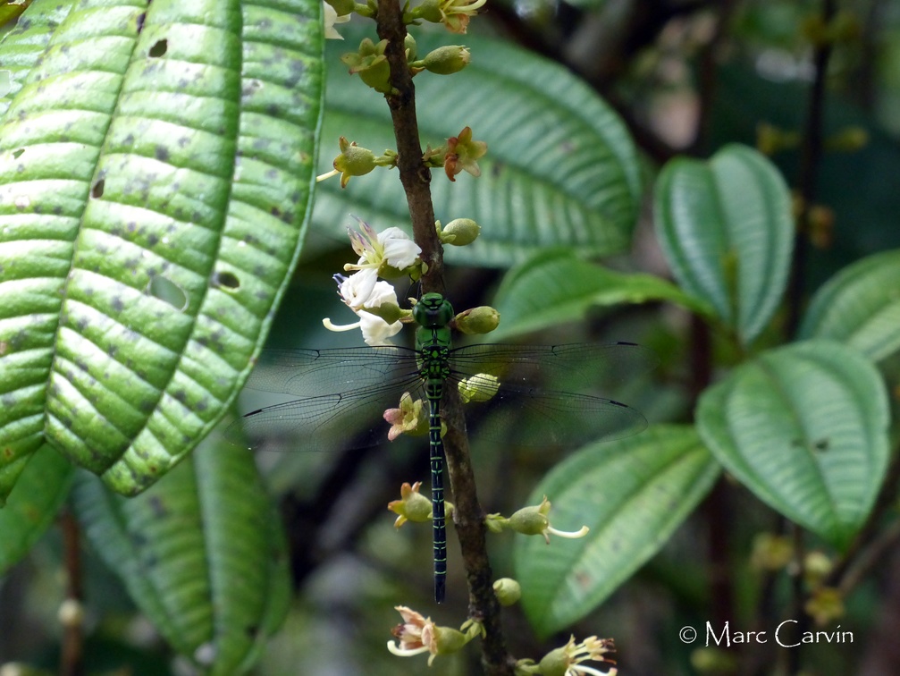 Coryphaeschna viriditas Calvert, 1952