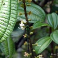 Coryphaeschna viriditas Calvert, 1952