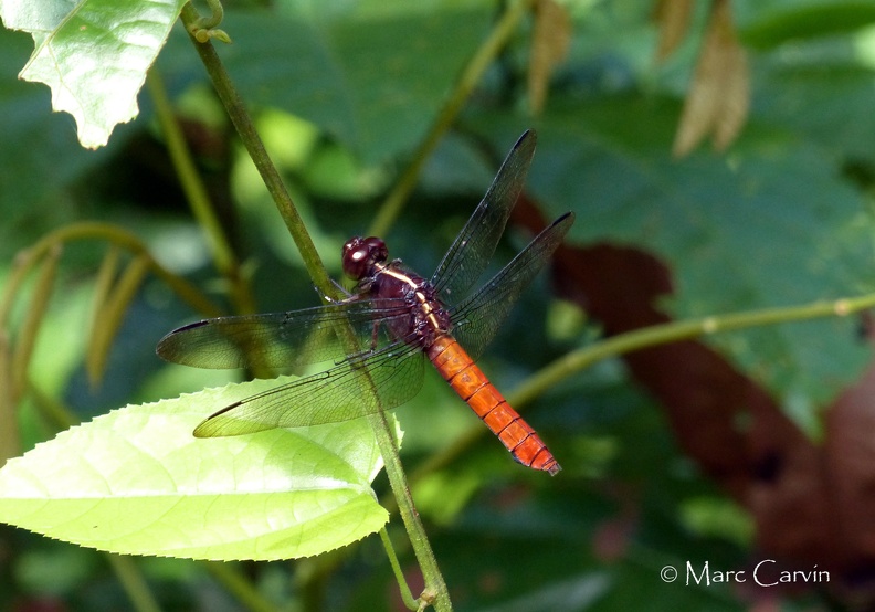 Erythemis peruviana (Rambur, 1842)