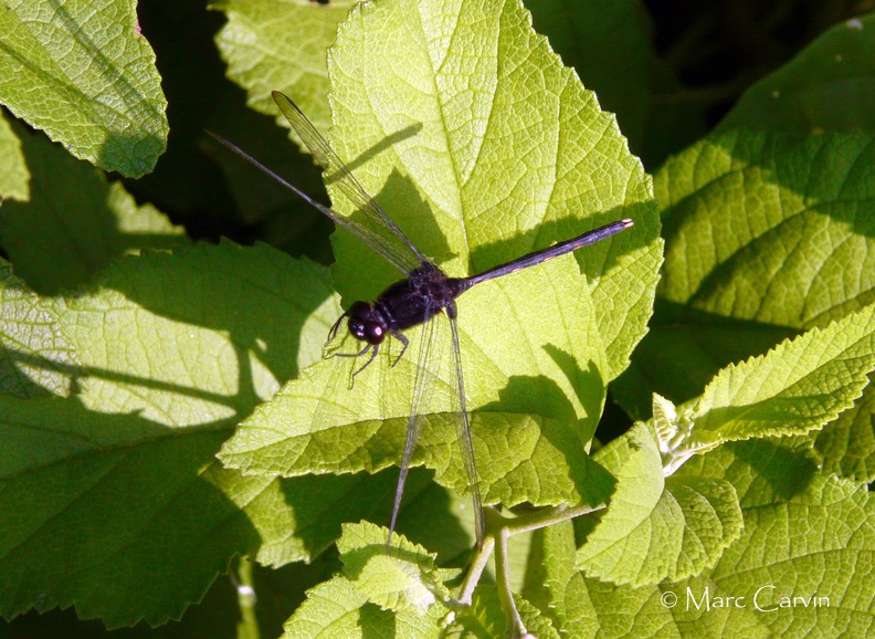 Erythemis plebeja (Burmeister, 1839)