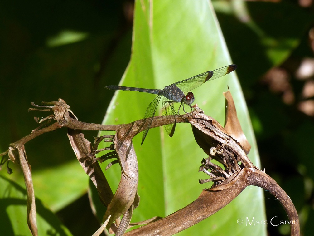 Uracis imbuta (Burmeister, 1839)