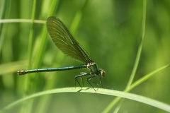 Calopteryx splendens (Harris, 1780)