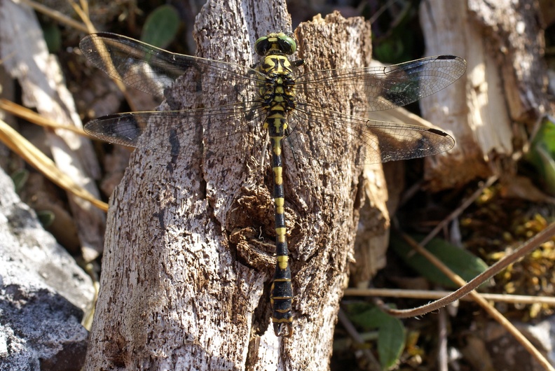 Onychogomphus forcipatus (Linnaeus, 1758)