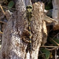 Onychogomphus forcipatus (Linnaeus, 1758)