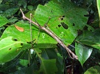 Proscopiidae