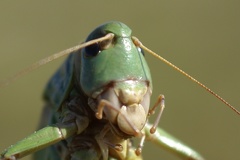 Decticus verrucivorus (Linnaeus, 1758)