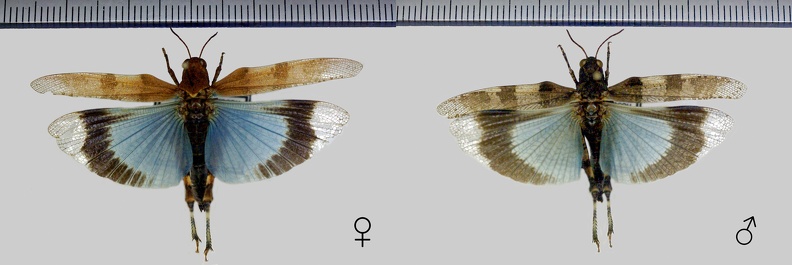 Oedipoda caerulescens (Linnaeus, 1758)