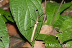 Pseudophasmatidae