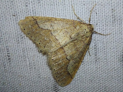 Phigaliohybernia marginaria (Fabricius, 1777)