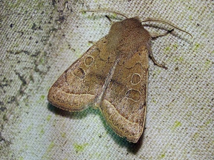 Orthosia cerasi (Fabricius, 1775)