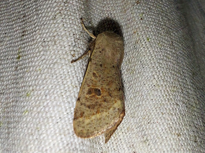 Orthosia cruda (Denis & Schiffermüller, 1775)