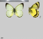 Rhopalocères - Papillons de jour - Butterflies