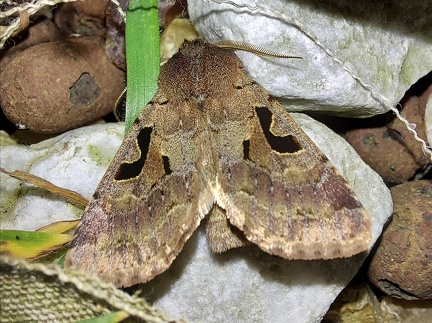 Orthosia gothica (Linnaeus, 1758)