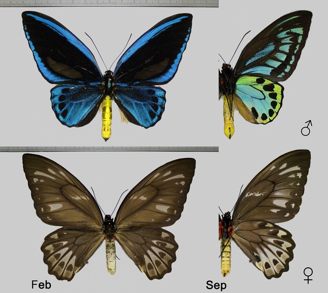 Troides priamus urvillianus (Guérin-Méneville, 1830).jpg