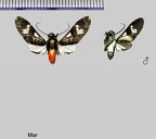 Orbiptera macella Dognin, 1911