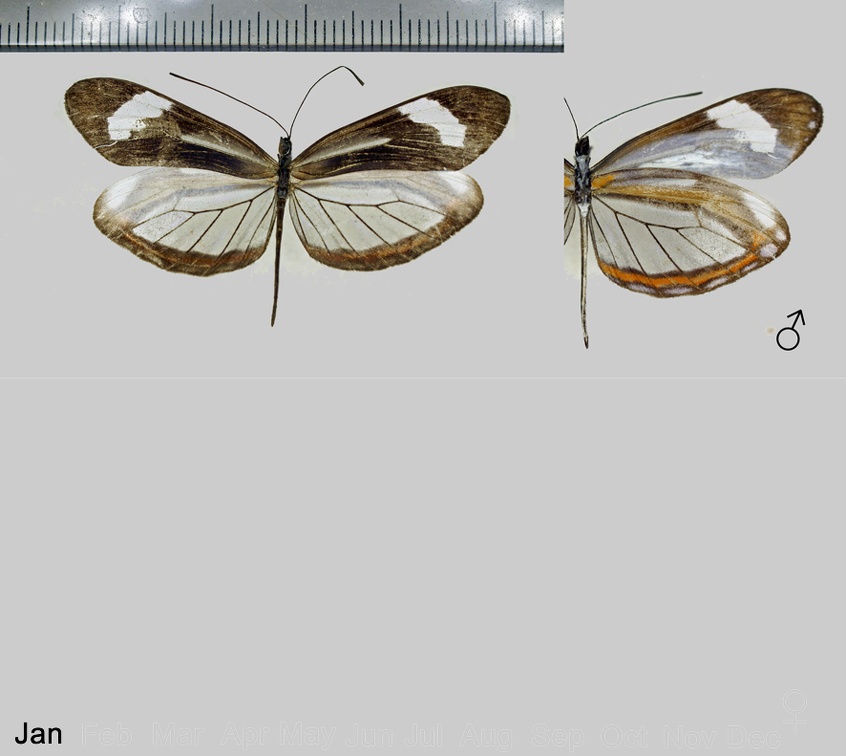 Dismorphia theucharila fortunata (Lucas, 1854)