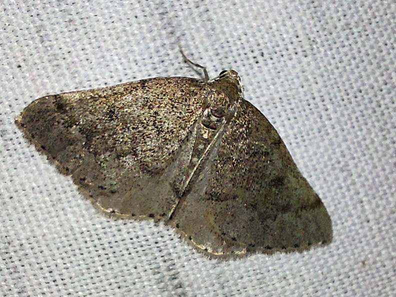 Aleucis distinctata (Herrich-Schäffer, 1839)