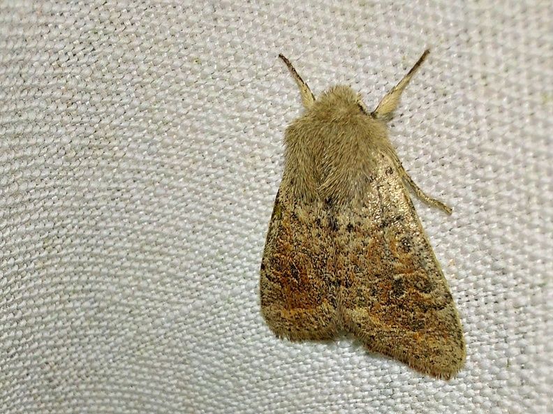 Orthosia cruda (Denis & Schiffermüller, 1775)