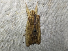 Lithophane semibrunnea (Haworth, 1809)