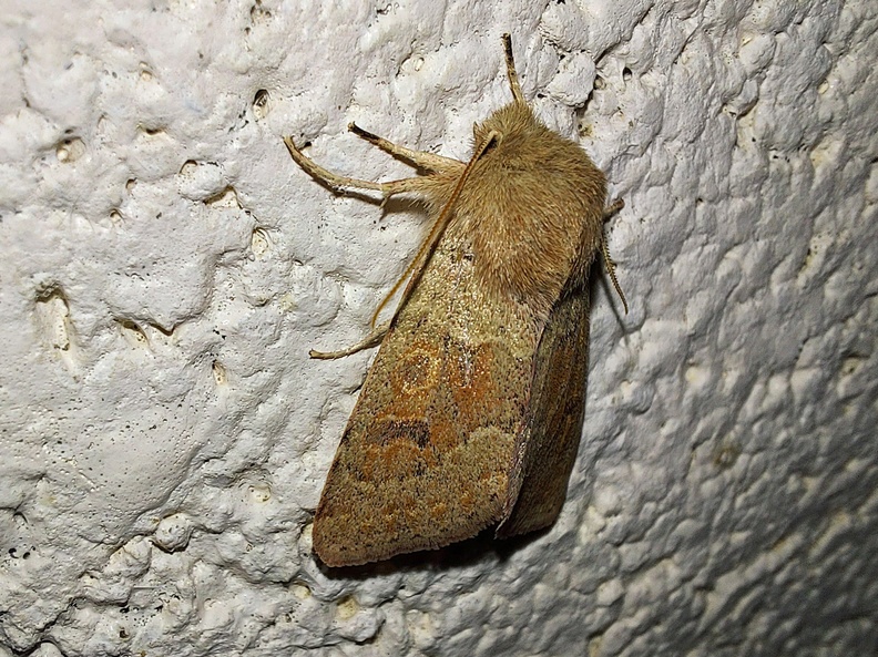 Orthosia miniosa (Denis & Schiffermüller, 1775)