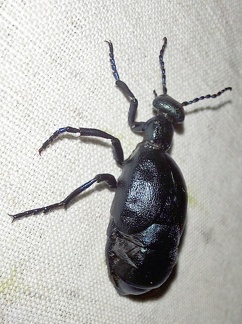 Meloe proscarabaeus Linnaeus, 1758