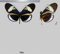 Heliconius cydno cydno (Doubleday, 1847)