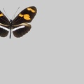 <!--hidden-->Nymphalidae-PEc
