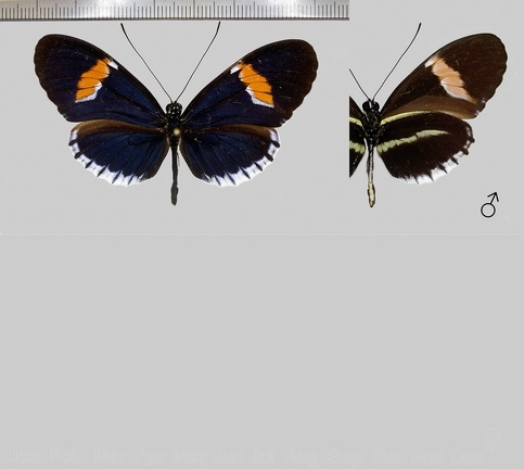 Heliconius melpomene cytherea (Hewitson, 1869)