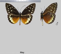 Heliconius hecalesia hecalesia (Hewitson, [1854])