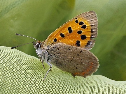 Lycaena phlaeas plaeas (Linnaeus, 1760)