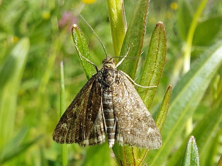 Pyrausta despicata (Scopoli, 1763)