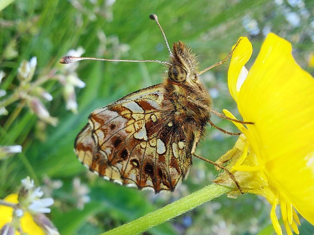 Boloria dia (Linnaeus, 1767)