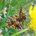 Boloria dia (Linnaeus, 1767)