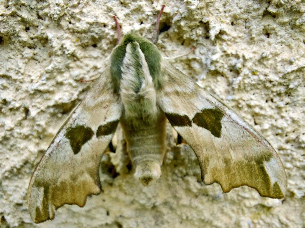 Mimas tiliae (Linnaeus, 1758)