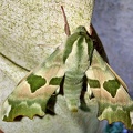 Mimas tiliae (Linnaeus, 1758)