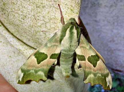 Mimas tiliae (Linnaeus, 1758)